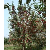 供應(yīng)八棱海棠樹(shù)