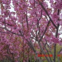 供應(yīng)各規(guī)格櫻花。紫薇工程苗小苗