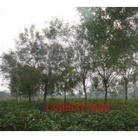 白蠟、白蠟悶子.柳樹、榆樹.國槐