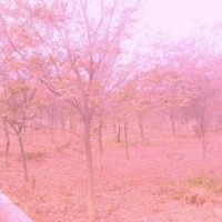 優(yōu)質(zhì)櫸樹低價銷售：紅櫸,苗木,櫸樹