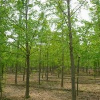 銀杏樹(shù)價(jià)格保證讓您滿(mǎn)意 大量供應(yīng)現(xiàn)挖銀杏樹(shù)