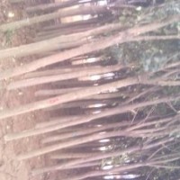 徐州陳抗震低價(jià)供應(yīng)以下苗木:紫薇，紫葉桃，垂柳,銀杏，高桿女貞