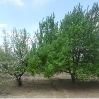 八棱海棠樹 海棠樹 河北海棠樹