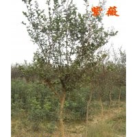 急售??！地經4到6公分紫薇