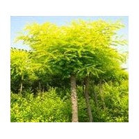 柳樹 國槐 金葉榆 速生楊、毛白楊、黃柳、垂柳、饅頭柳.........