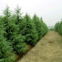 南京維華苗圃《》《雪松基地直銷雪松》