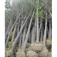 供應1-50公分銀杏樹