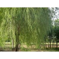 供應(yīng)垂柳