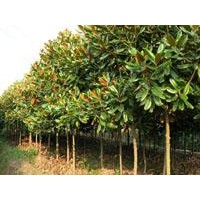 供應(yīng)大女葉貞