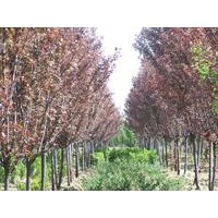 供應(yīng)紫葉李