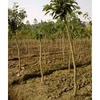 出售自家的黃葛樹 6到10公分