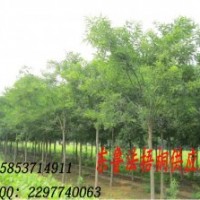 現(xiàn)貨低價供應 各規(guī)格 造型國槐