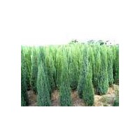 長(zhǎng)期供應(yīng)信誠(chéng)雪松 蜀檜 玉蘭 馬褂木等