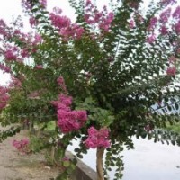 供應紅瑞木基地，大葉女貞價格，江蘇紫薇價格