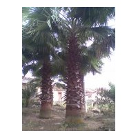 供應(yīng)華棕（老人葵） 各種規(guī)格