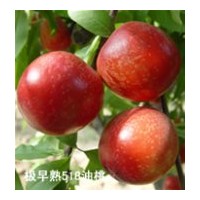 山東臨沂供應(yīng)優(yōu)質(zhì)油桃苗，中油4,5,9,10,12,14號