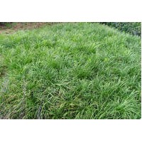 自產(chǎn)自銷(xiāo)批發(fā)麥冬草