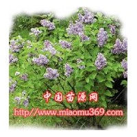 丁香苗木專業(yè)供應商！