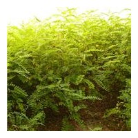 供應(yīng)河北優(yōu)質(zhì)火炬樹