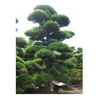 直銷杜鵑、蚊母、梔子花、四季桂、龍柏，石楠.小葉女貞，金桂。