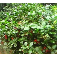 供應無刺枸骨球，紅花繼木球，茶花球，月季，桂花球