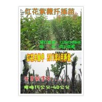 供應(yīng)-藍花楹、紅花羊蹄甲、紅花紫薇扦插小苗