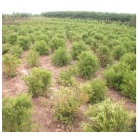 定州朝鮮黃楊  金銀木、太平花、棣棠、迎春、珍珠梅、黃刺梅、紅