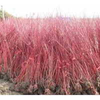 供應(yīng)側(cè)柏，珍珠梅，金葉女貞，小葉女貞，紅瑞木。