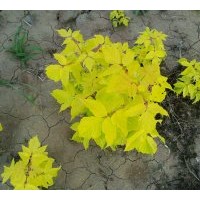 供應(yīng)金葉復(fù)葉槭，耐鹽堿植物，新品種彩葉樹