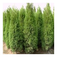 供應(yīng)江蘇塔柏價(jià)格-塔柏基地