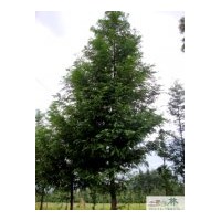 供應(yīng)水杉小苗