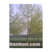 供應(yīng)河北法桐 河北苗木 河北國槐