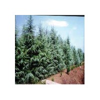 供應(yīng)綠化苗木：雪松