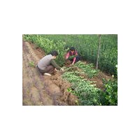 綠化苗木 果樹苗木 國槐 白皮松 側(cè)柏 【山貨；圃貨】