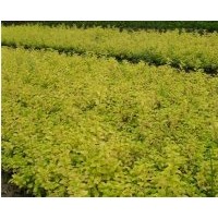 供應(yīng)金葉女貞、金葉女貞球、優(yōu)質(zhì)金葉女貞