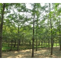 誠信銀杏綠化苗木基地長期供應5----60公分銀杏實生樹，嫁接樹。