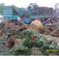 供應耐鹽堿喬灌木:美國竹柳 側柏 造型白蠟 合歡 紫葉李 苦楝 杜