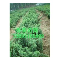 常年供應(yīng)各類樹苗：連翹 檜柏 金娃娃萱草 櫻花 黃楊 木槿