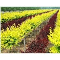 大量出售：地接金葉榆