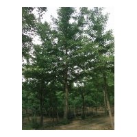 供應(yīng)25公分銀杏樹
