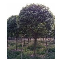 重慶常年供應(yīng)各種喬木、灌木（黃葛樹、重陽木、黃葛蘭、天竺桂、