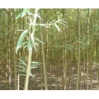 供應(yīng)速生柳 火炬樹