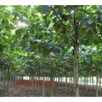 供應山東法桐,法國梧桐,法桐價格