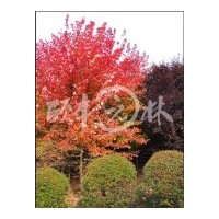 供應(yīng)美國改良紅楓