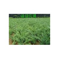 沙地柏基地銷售沙地柏