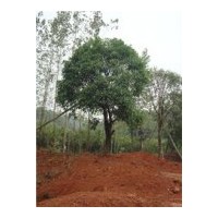 獨(dú)本大桂花（斷根苗） 價(jià)格：70000元