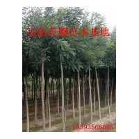 供應(yīng)國(guó)槐苗，5-8公分國(guó)槐，15公分國(guó)槐