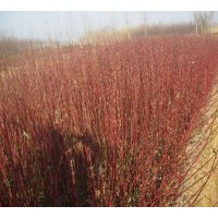 供應(yīng)紅瑞木.都是自己的苗,可以便宜點(diǎn)賣(mài)