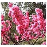 河北花灌木榆葉梅供應