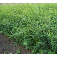 全國(guó)水臘.黃楊,龍柏.塔柏.蜀檜.冬青.